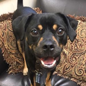 Meet your Posher, Shannon